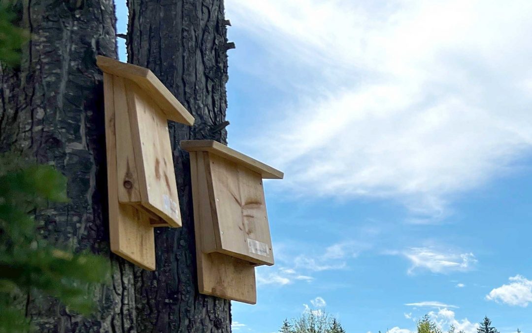 Unsere Nistkästen für Fledermäuse